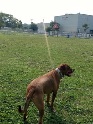 Carm's Dog House Park