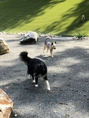 Takoma Park Dog Park