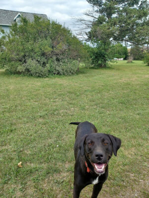 Tama County Humane Society