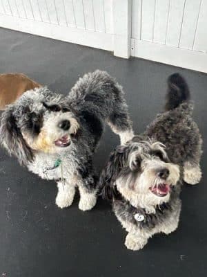 Dog-E-Den Tarzana Dog Daycare Boarding Grooming & Training