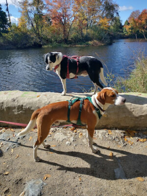 Boyden Park