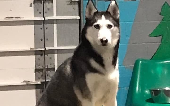 Camp Canine - Taylor,