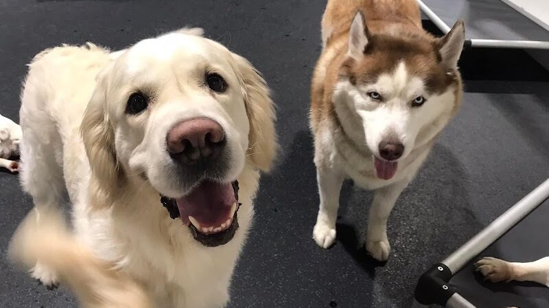 Camp Canine - Taylor,