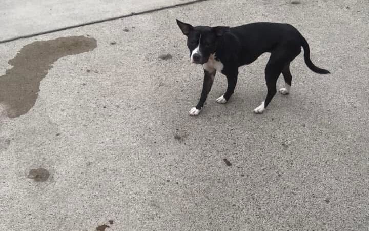 Camp Canine - Taylor,