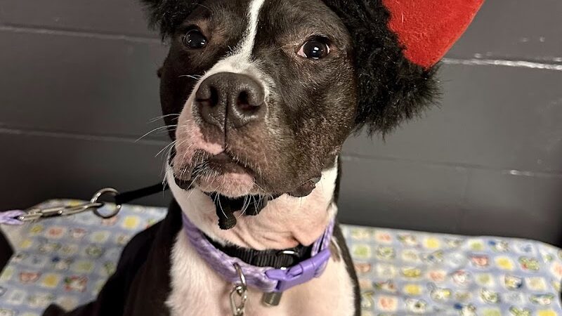 Camp Canine - Taylor,