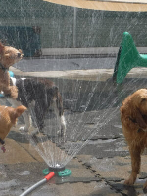 Camp Canine