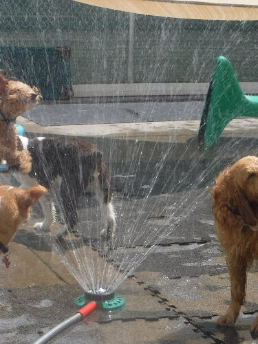 Camp Canine