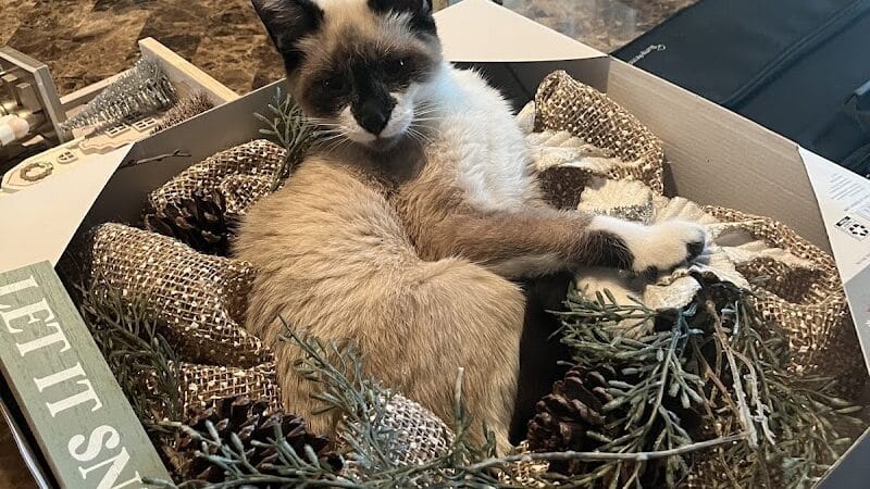 The Paws Clinic - Taylor,