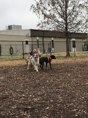 Pavilion Dog Park