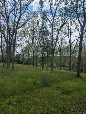 Chestnut Grove Park