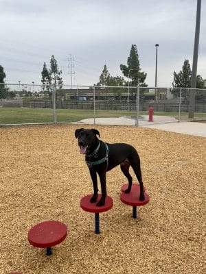 Kiwanis Dog Park