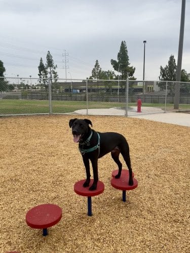 Kiwanis Dog Park