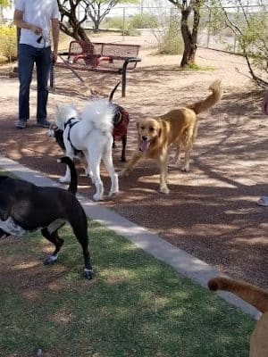 Tempe Sports Complex Dog Park