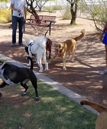 Tempe Sports Complex Dog Park