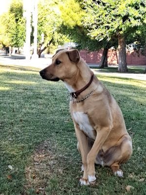 Tempe Sports Complex Dog Park