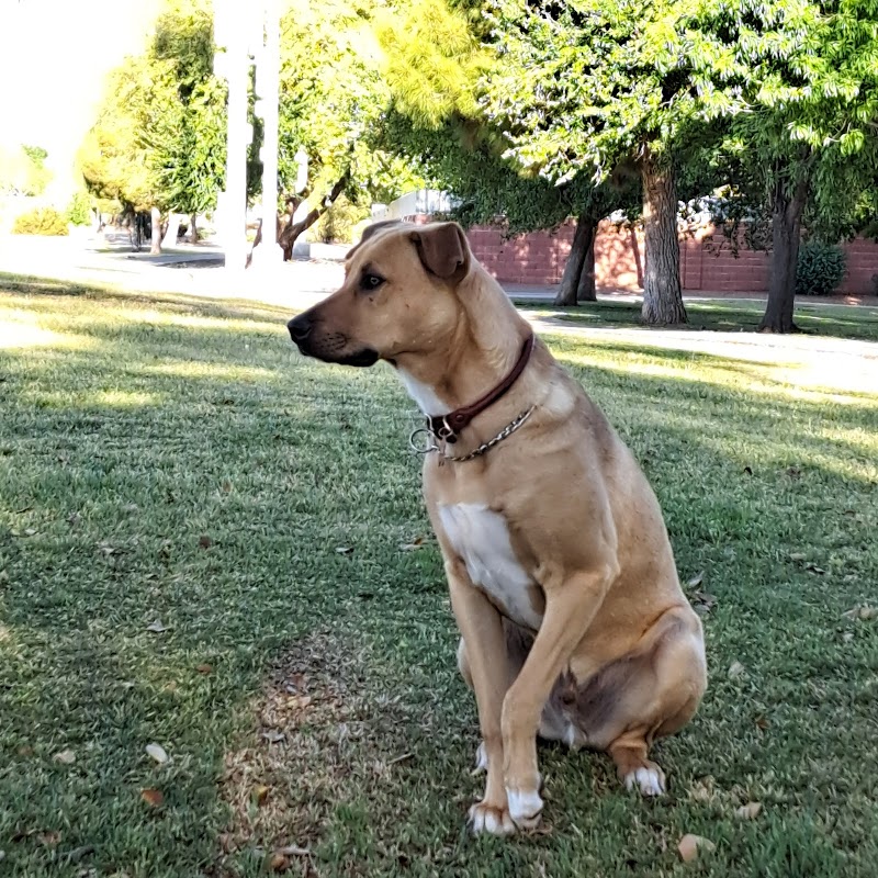 Tempe Sports Complex Dog Park - Tempe, AZ