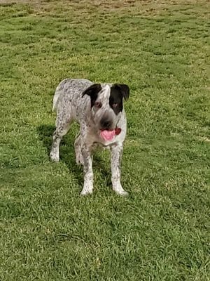 Tempe Sports Complex Dog Park