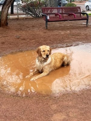 Tempe Sports Complex Dog Park