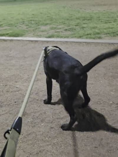 Tempe Sports Complex Dog Park - Tempe, AZ