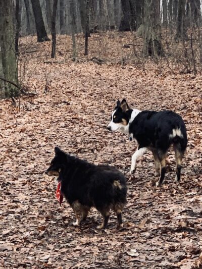 Ansted Park - Temperance,