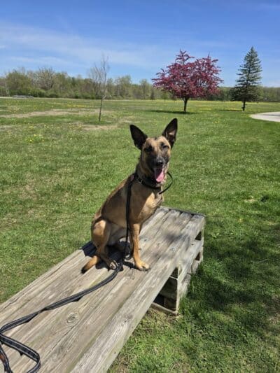 Indian Creek Park - Temperance,