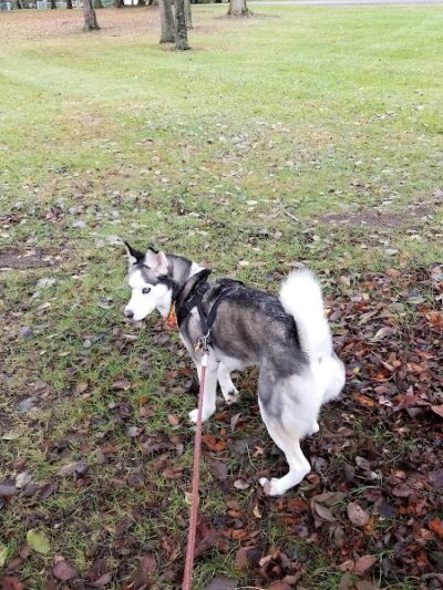 Vienna Park - Temperance,