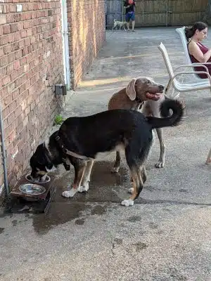 Tenafly Dog Park