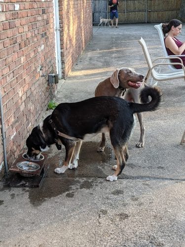 Tenafly Dog Park
