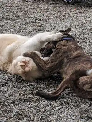 Tenafly Dog Park