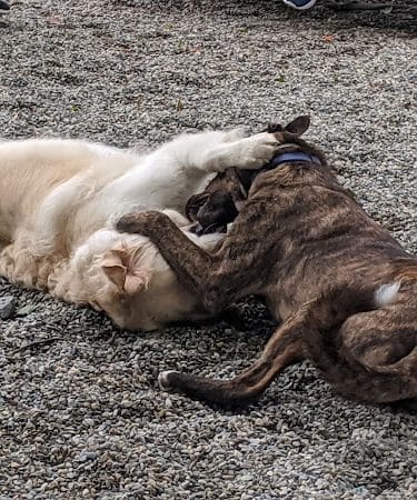 Tenafly Dog Park