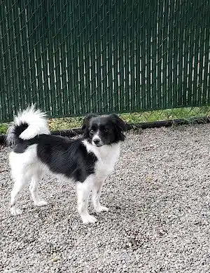 Tenafly Dog Park