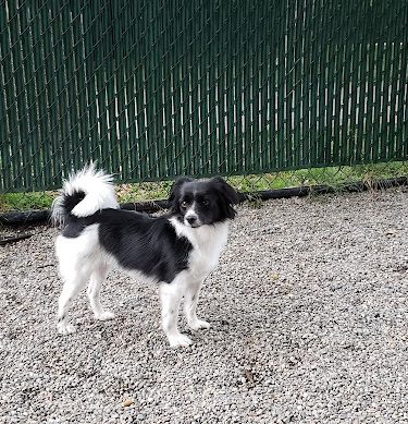 Tenafly Dog Park