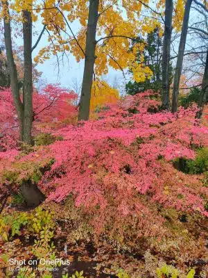Tenafly Dog Park