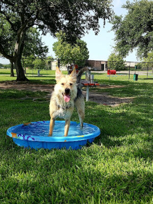 Texas City Dog Park