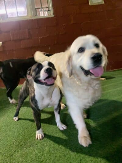 The Dog Yard - ,