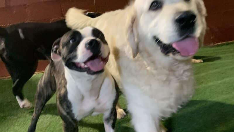 The Dog Yard - ,