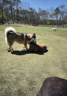 The Dog Yard