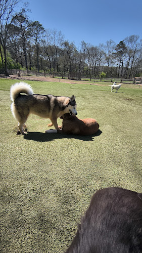 The Dog Yard