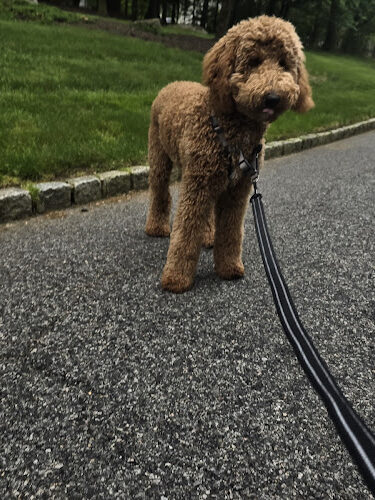 The Pet's Tale