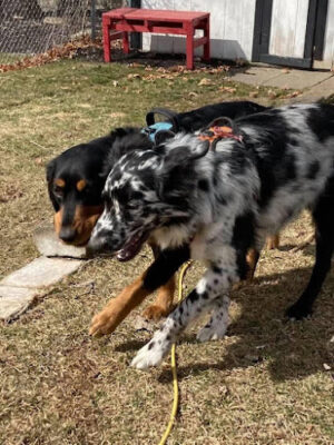 The Town of North Attleborough Dog Park