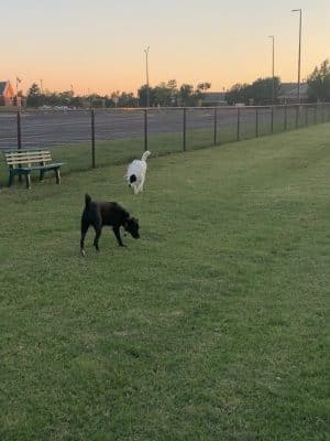Duffys Dog Park