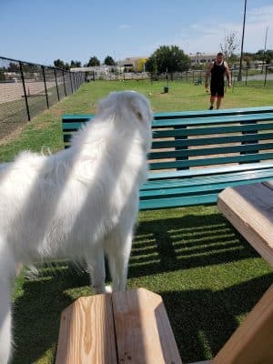 Duffys Dog Park