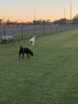 Duffys Dog Park