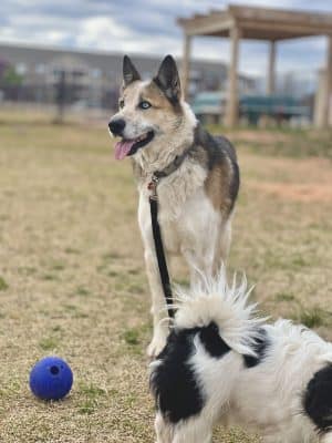 Duffys Dog Park