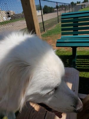 Duffys Dog Park