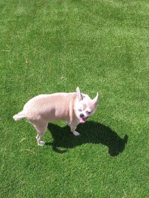 Duffys Dog Park