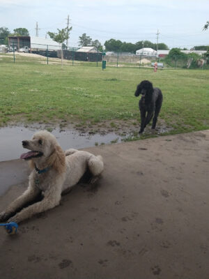 Norman Swanner Dog Park
