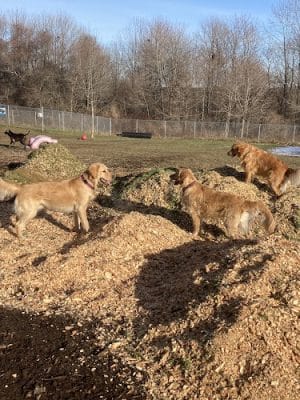 Thomaston Dog Park - Thomaston, ME