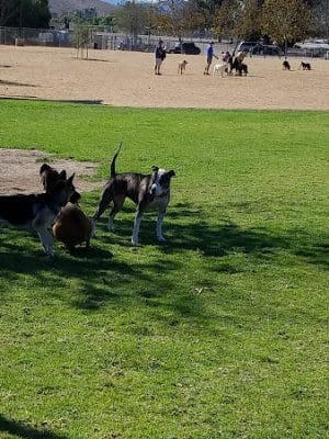 Conejo Creek Dog Park - Thousand Oaks, CA