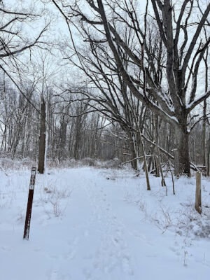 Flynn Woods Preserve